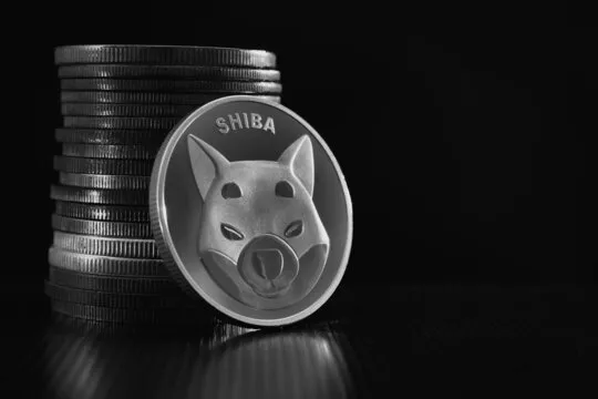 Shiba-Inu-from-Adobe-Stock-3